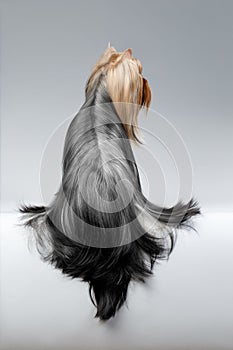 Yorkshire Terrier Dog with long groomed Hair Sits on white