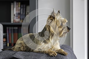 Yorkshire Terrier dog, looking away from the camera