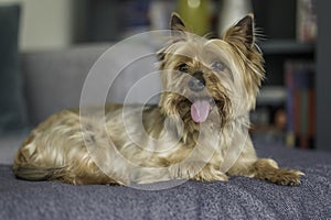 Yorkshire Terrier dog, looking at the camera