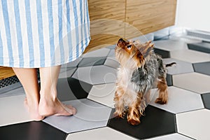 Yorkshire Terrier dog looks at its owner while waiting for food. Woman legs and her dog close up.