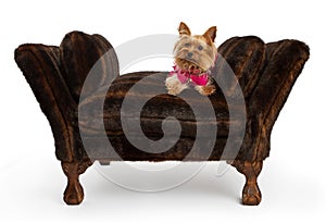 Yorkshire Terrier dog on a luxury fur bed