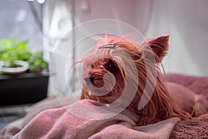 The Yorkshire Terrier dog is lying on the couch and resting. A beautiful pet dog