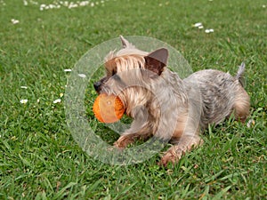 Yorkshire Terrier dog, lying on grass in park with ball in mouth.