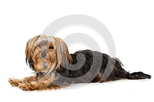 Yorkshire terrier dog lying on white background