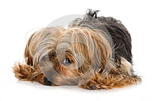 Yorkshire terrier dog lying on white background