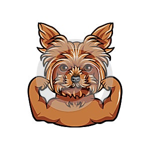 Yorkshire Terrier dog. Muscles. Dog sportsman. Dog breed. Vector.