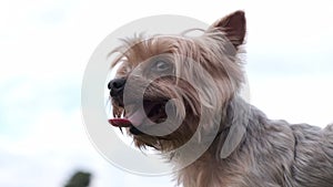 Yorkshire Terrier dog panting with mouth open after chasing sticks in the park