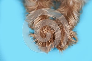 Yorkshire terrier dog paws on blue background