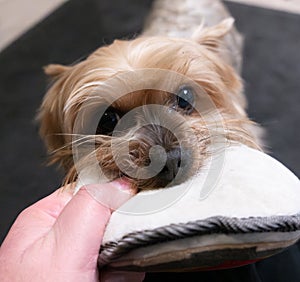 Yorkshire Terrier dog playing tug of war with owner. First person pov