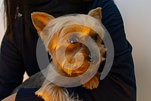 Yorkshire Terrier dog portrait, held in arms of woman. Close up on face.