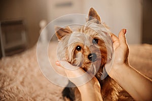 Yorkshire terrier dog portrait indoors with owner caressing his head