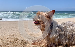 Yorkshire Terrier dog portrait, lying on sandy beach in summer