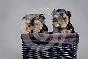 Yorkshire terrier Dog puppies portrait