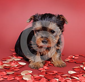Yorkshire terrier Dog puppy portrait