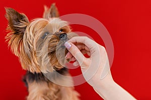A Yorkshire Terrier dog on a red background eats a treat