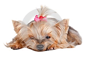 Yorkshire terrier dog with red bow