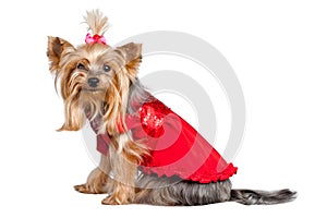 Yorkshire terrier dog in red clothes