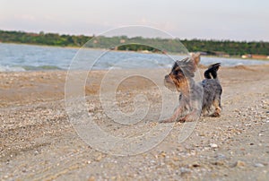 Yorkshire terrier dog running on a beach