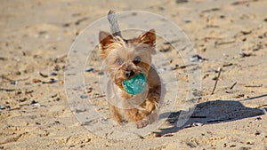 Yorkshire Terrier dog running on beach with blue ball in mouth, playing.