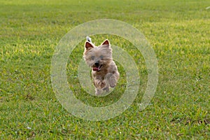 Yorkshire Terrier dog running in the park