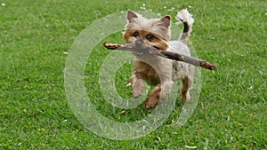 Yorkshire Terrier dog running with stick in mouth. Slow motion.