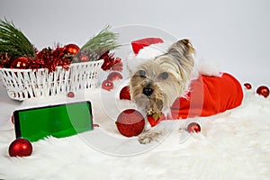 Yorkshire terrier dog in a santa claus costume and a phone with a green screen.