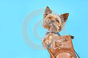 Yorkshire terrier dog sits in a bag on a blue background