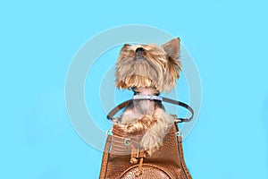 Yorkshire terrier dog sits in a bag on a blue background