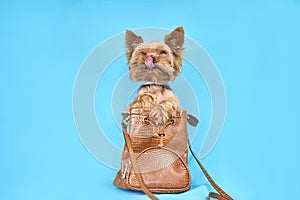 Yorkshire terrier dog sits in a bag on a blue background