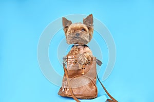 Yorkshire terrier dog sits in a bag on a blue background
