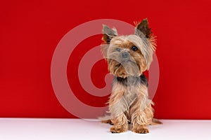 A Yorkshire Terrier dog sits on a red background