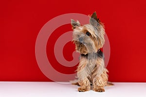 A Yorkshire Terrier dog sits on a red background