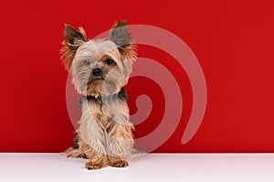 A Yorkshire Terrier dog sits  on a red background