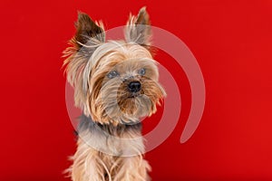 A Yorkshire Terrier dog sits  on a red background