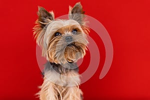 A Yorkshire Terrier dog sits  on a red background