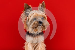 A Yorkshire Terrier dog sits on a red background