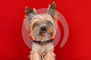 A Yorkshire Terrier dog sits on a red background