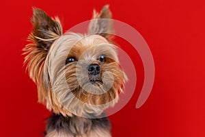 A Yorkshire Terrier dog sits on a red background