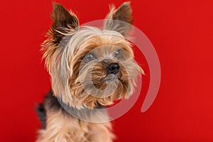 A Yorkshire Terrier dog sits on a red background