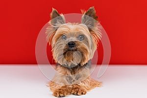 A Yorkshire Terrier dog sits on a red background