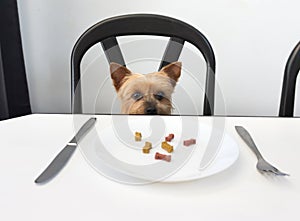 Yorkshire Terrier dog sitting at dining table waiting for food