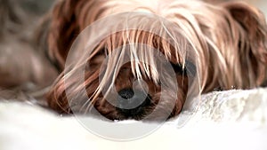 Yorkshire Terrier dog sleeping on bed indoors, close-up