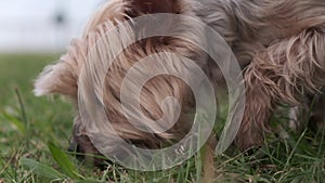 Yorkshire Terrier dog sniffing the grass in the park. Close up, slow motion.