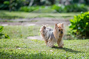 Yorkshire Terrier Dog