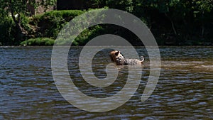 Yorkshire Terrier dog swimming in river in summer to cool down.