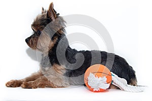 Yorkshire terrier dog and toy ball on a white background. Little dog isolated on a white background. Sheared dog. A pet