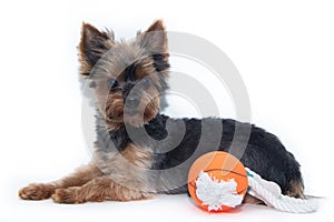 Yorkshire terrier dog and toy ball on a white background. Little dog isolated on a white background. Sheared dog. A pet