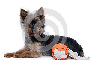 Yorkshire terrier dog and toy ball on a white background. Little dog isolated on a white background. Sheared dog. A pet