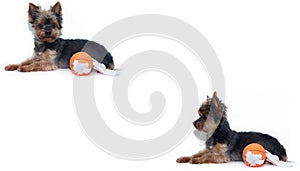 Yorkshire terrier dog and toy ball on a white background. Little dog isolated on a white background. Sheared dog. A pet