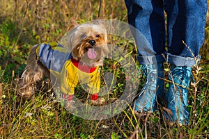 Yorkshire terrier dog for walk, stands near feet of mistress
